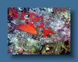 Helengeli 280